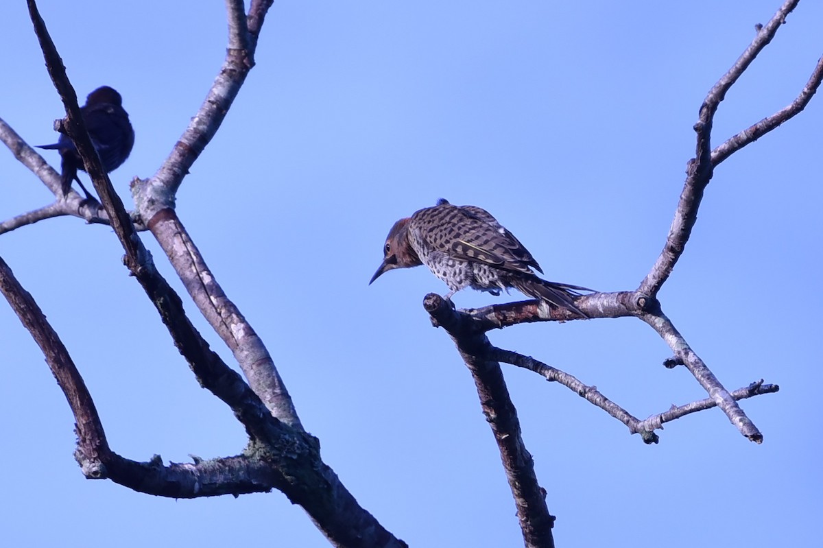 Northern Flicker (Yellow-shafted) - ML621339189