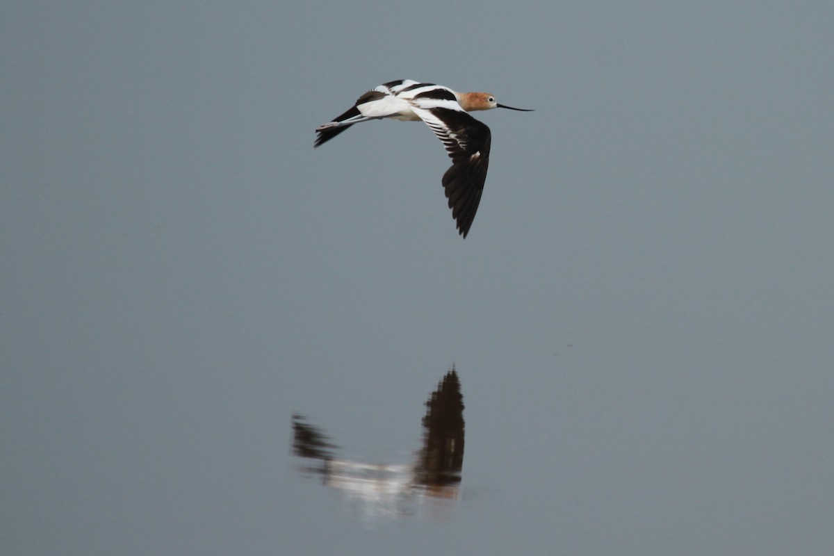 American Avocet - ML621339193
