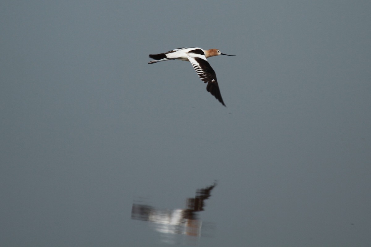 American Avocet - ML621339194
