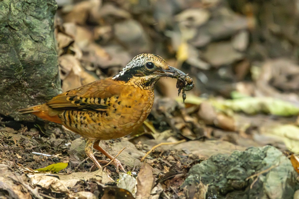 Eared Pitta - ML621339241