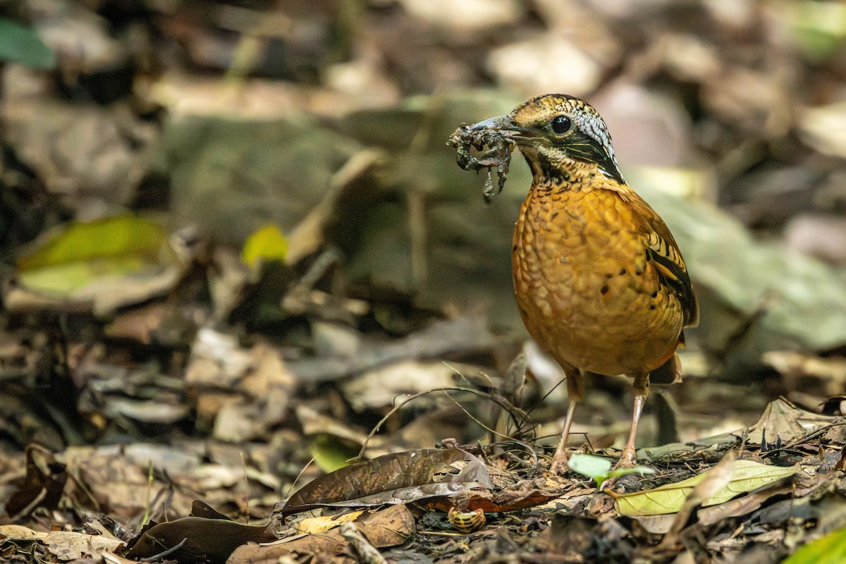 Eared Pitta - ML621339252