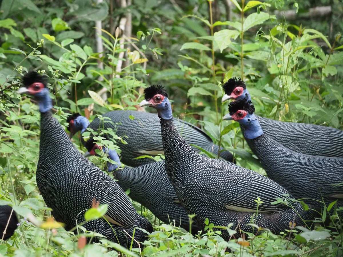 Eastern Crested Guineafowl - ML621339257