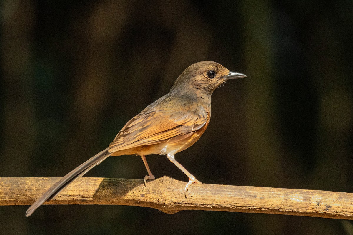 White-rumped Shama - ML621339274