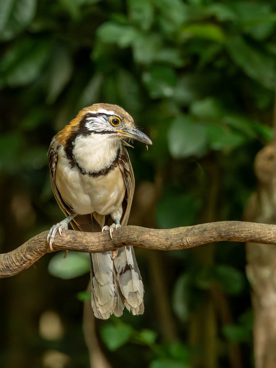 Greater Necklaced Laughingthrush - ML621339276