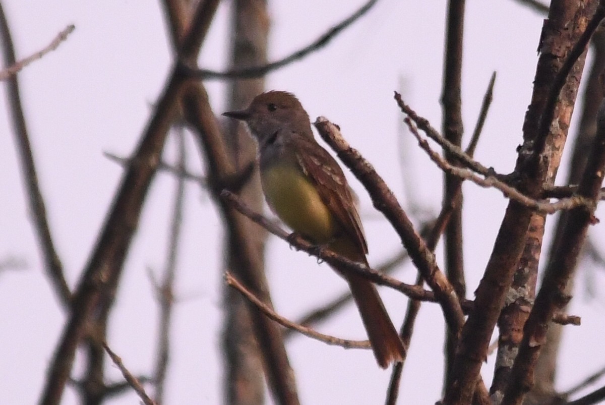 Great Crested Flycatcher - ML621339291