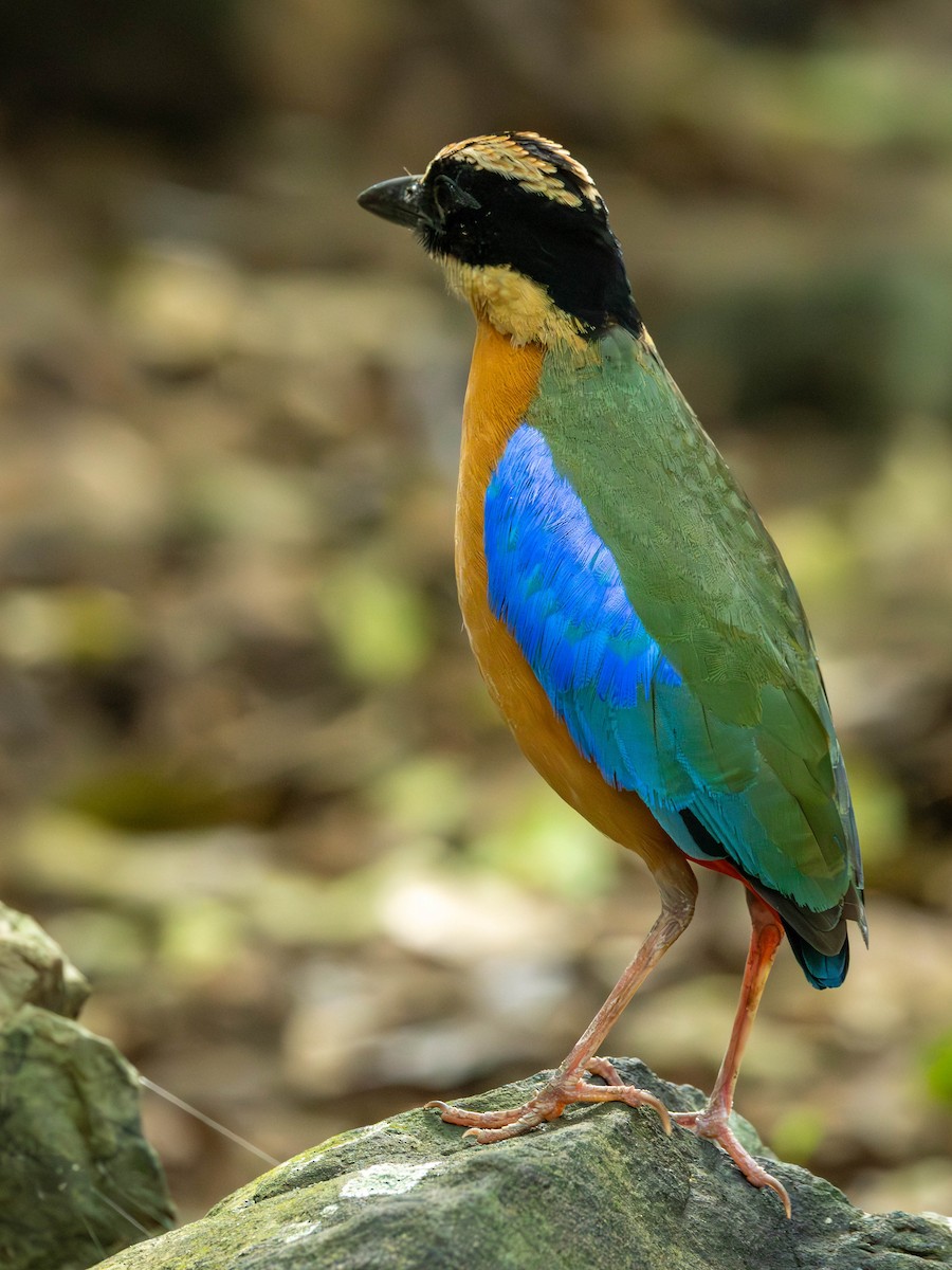 Blue-winged Pitta - ML621339293