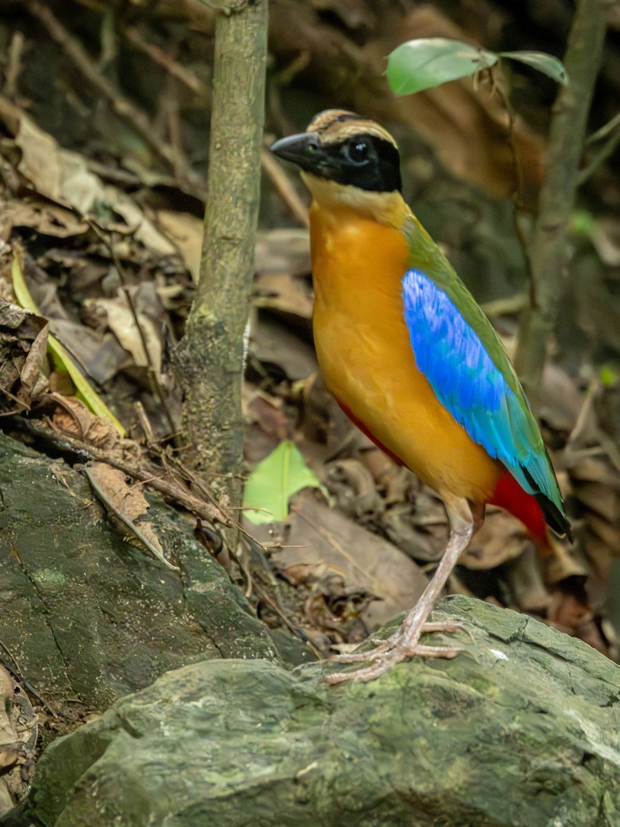 Blue-winged Pitta - ML621339294