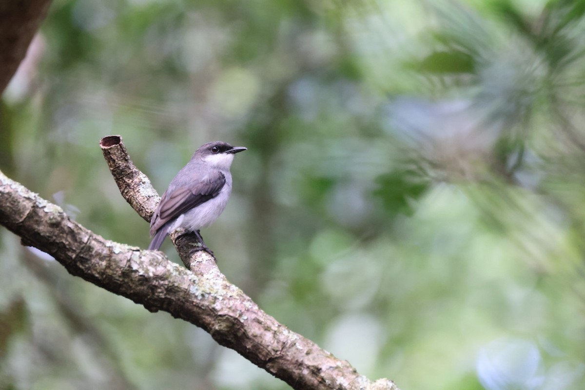 Mangrove Robin - ML621339317