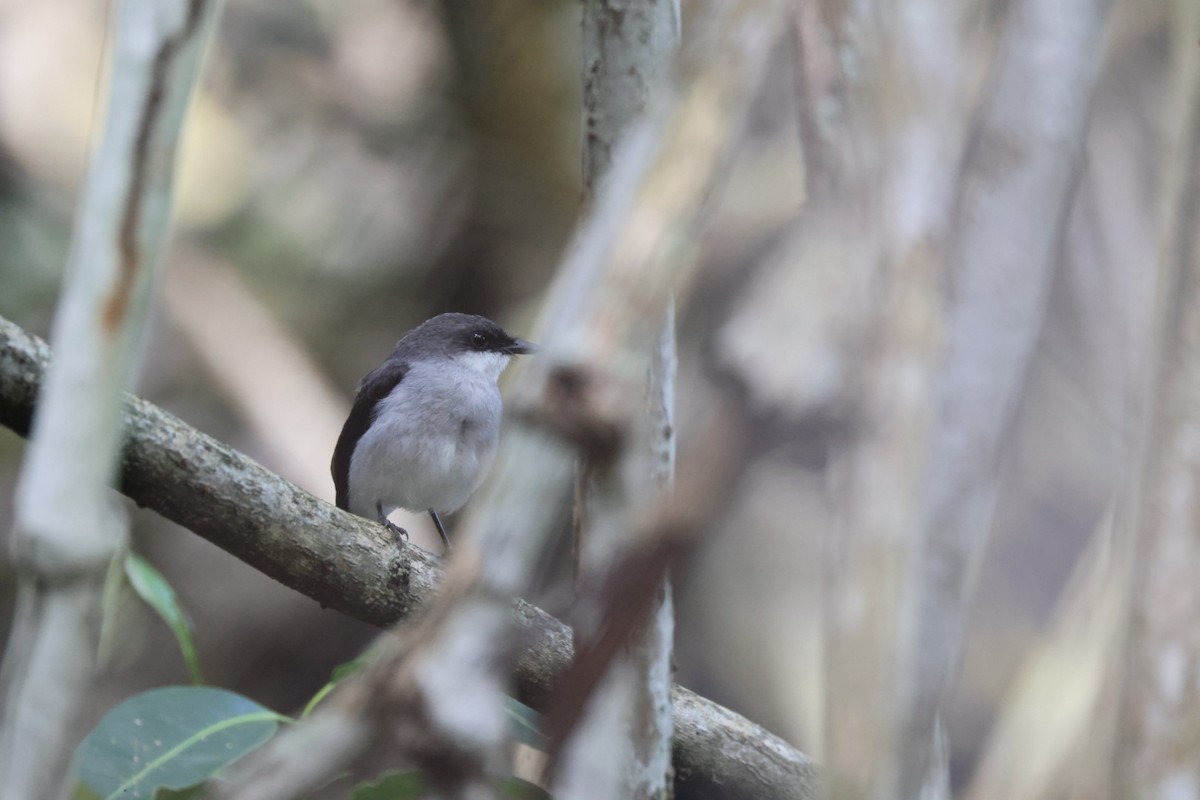 Mangrove Robin - ML621339318