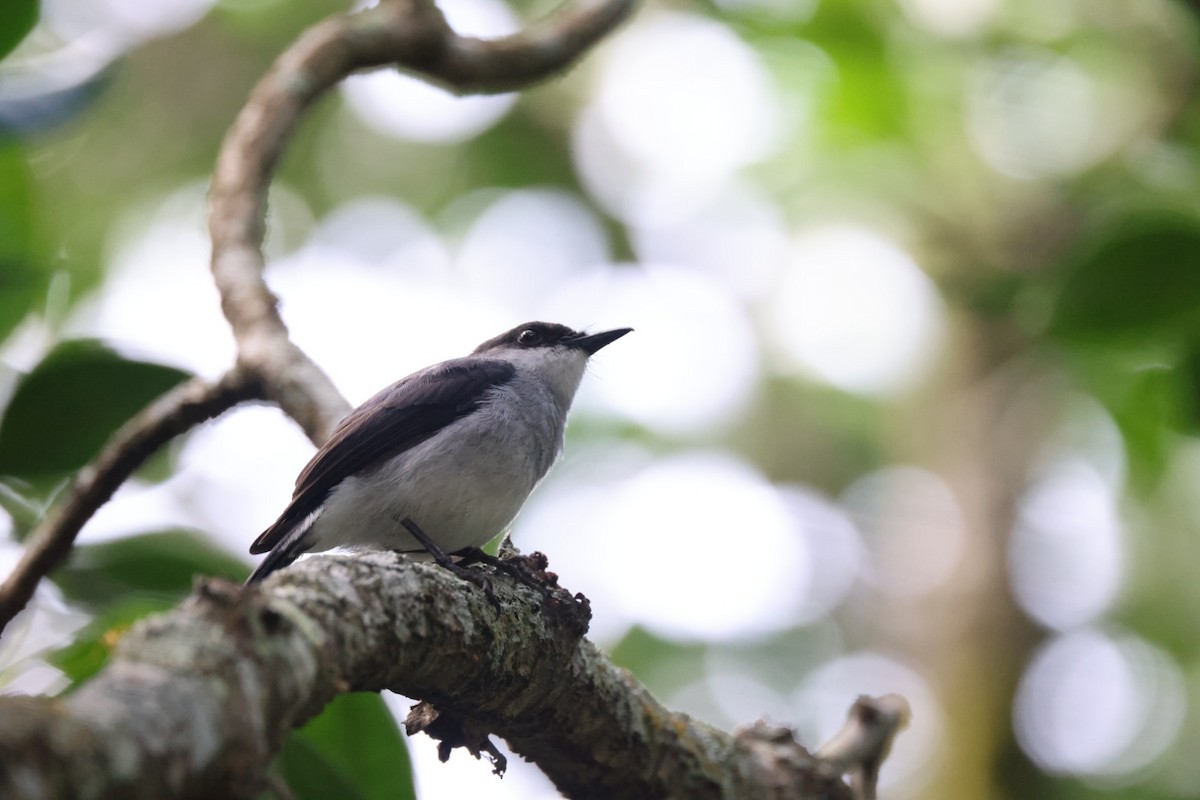 Mangrove Robin - ML621339319