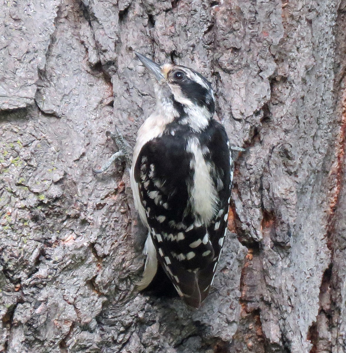 Hairy Woodpecker - ML621339340