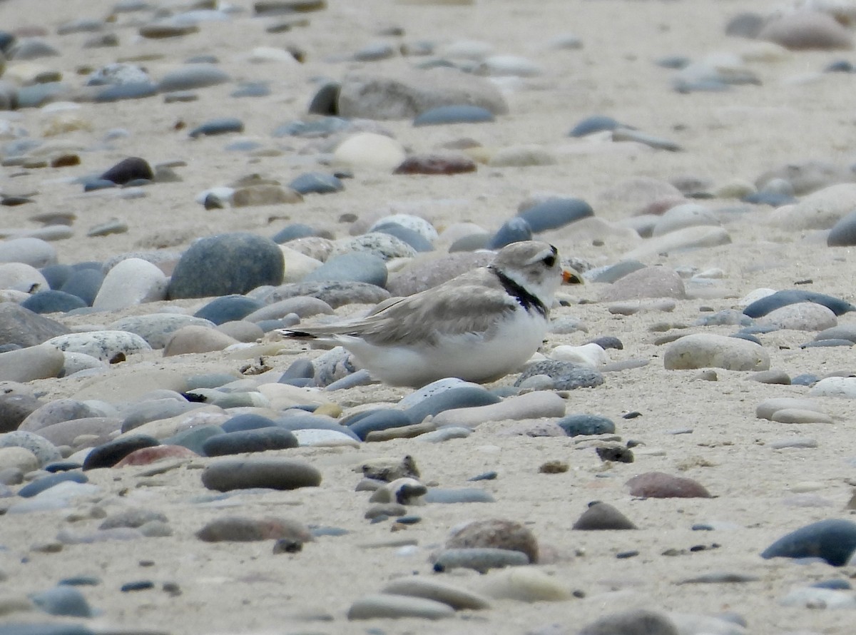 Piping Plover - ML621339352