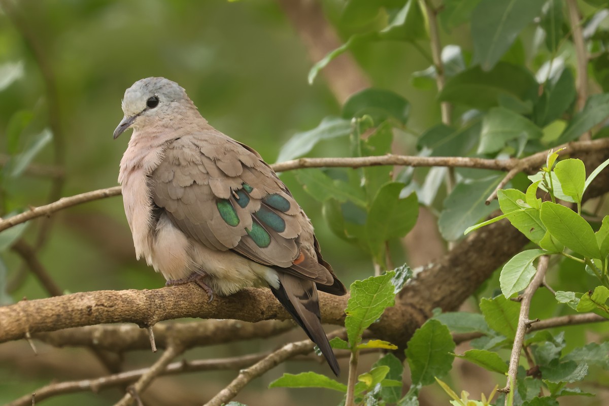 Emerald-spotted Wood-Dove - ML621339398