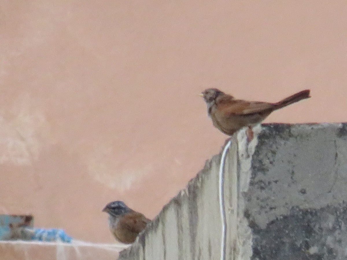 House Bunting - Antonio Jesús Sepúlveda