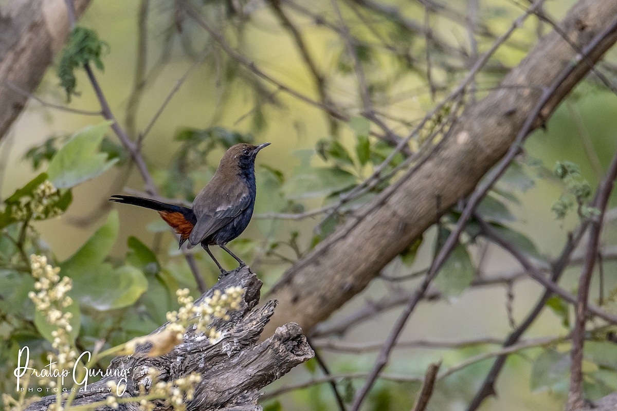 Indian Robin - ML621339515