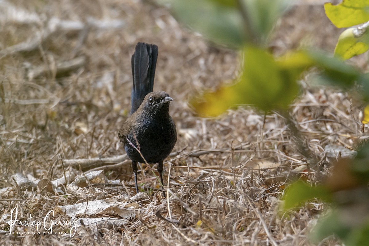 Indian Robin - ML621339516