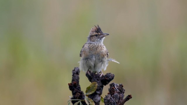 Angola Lark - ML621339549