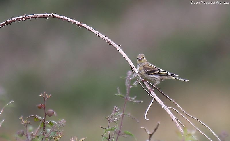 Citril Finch - ML621339600