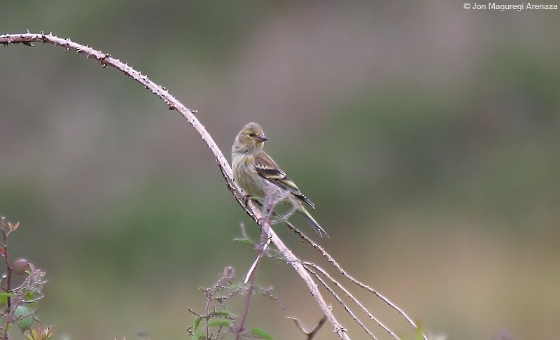 Citril Finch - ML621339601