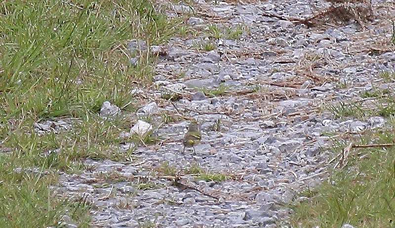 Citril Finch - ML621339602