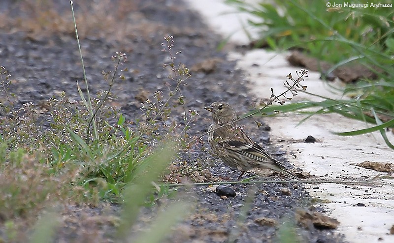 Citril Finch - ML621339604