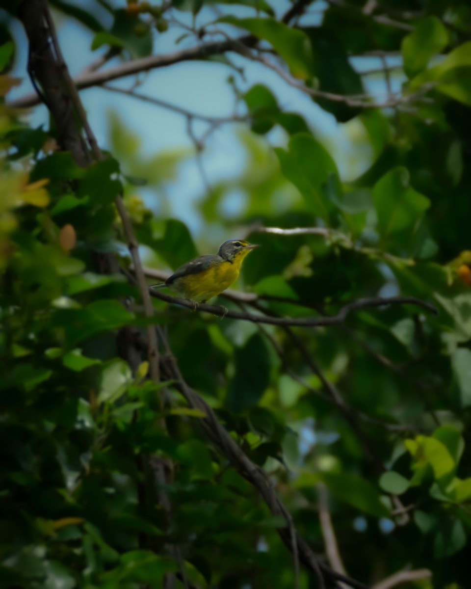 Adelaide's Warbler - ML621339773