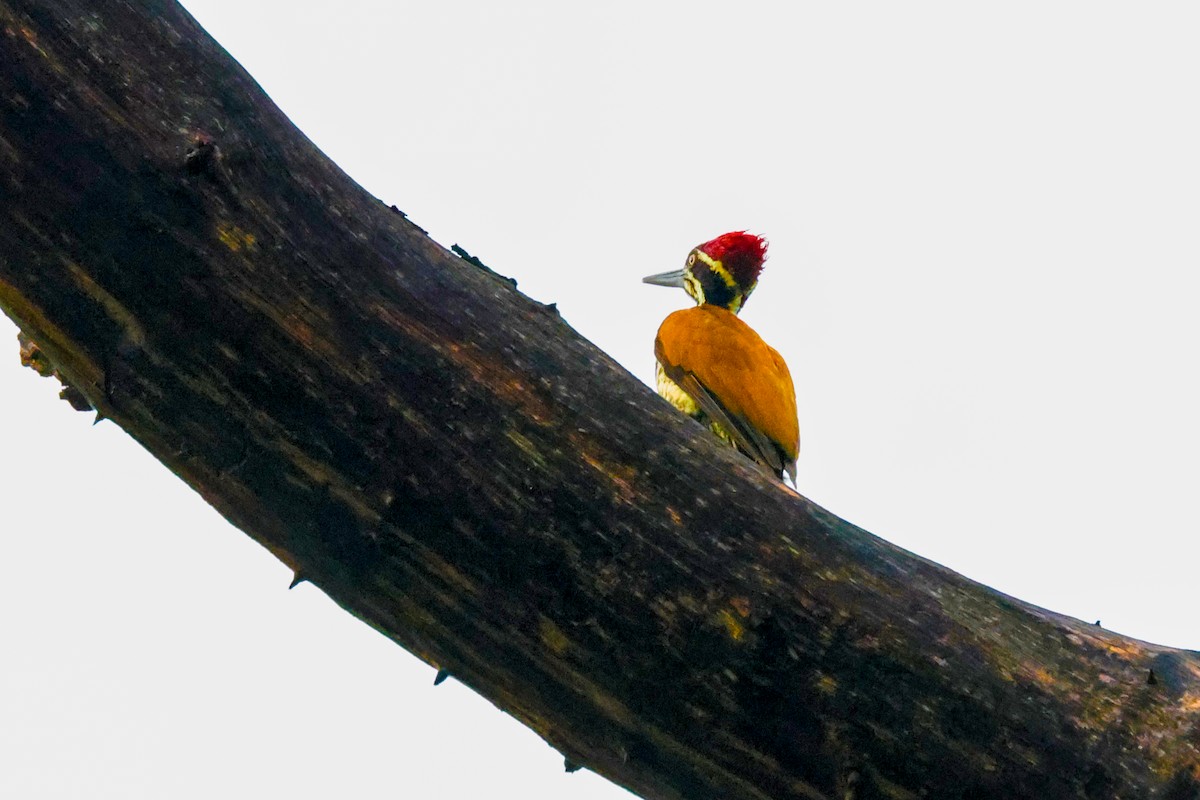 Greater/Common Flameback - ML621339782