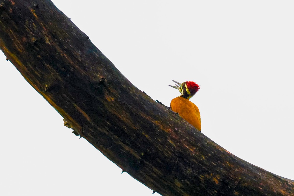 Greater/Common Flameback - ML621339783