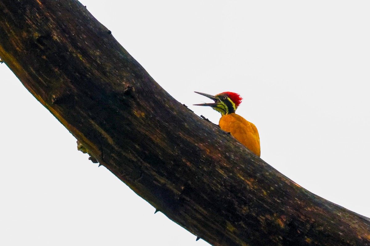 Greater/Common Flameback - S S Suresh