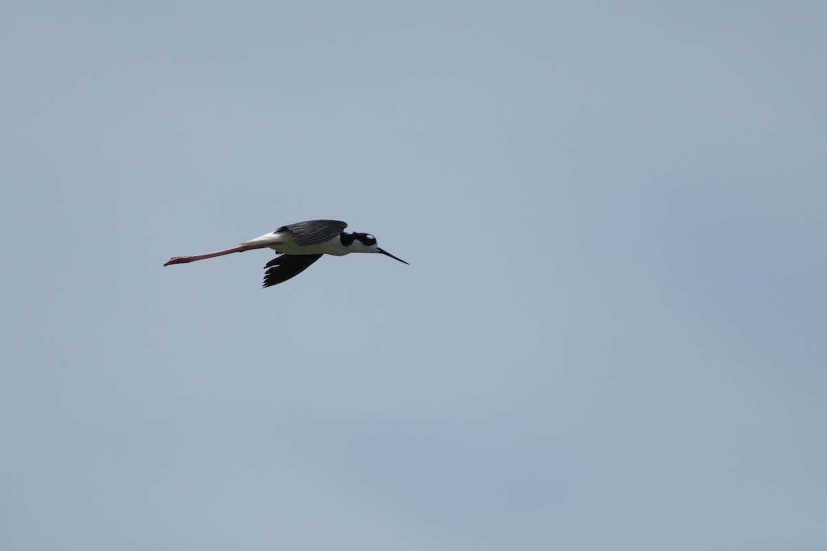 Black-necked Stilt - ML621339794