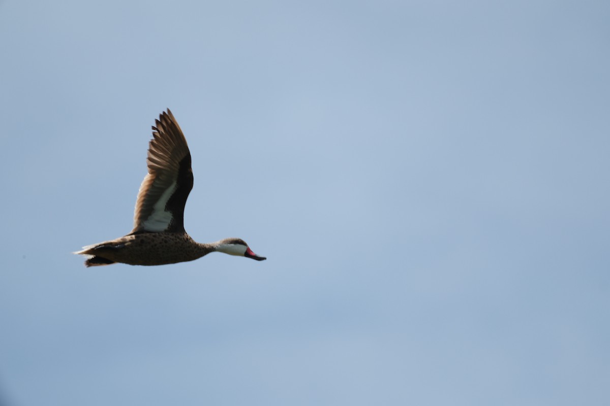 White-cheeked Pintail - ML621339803