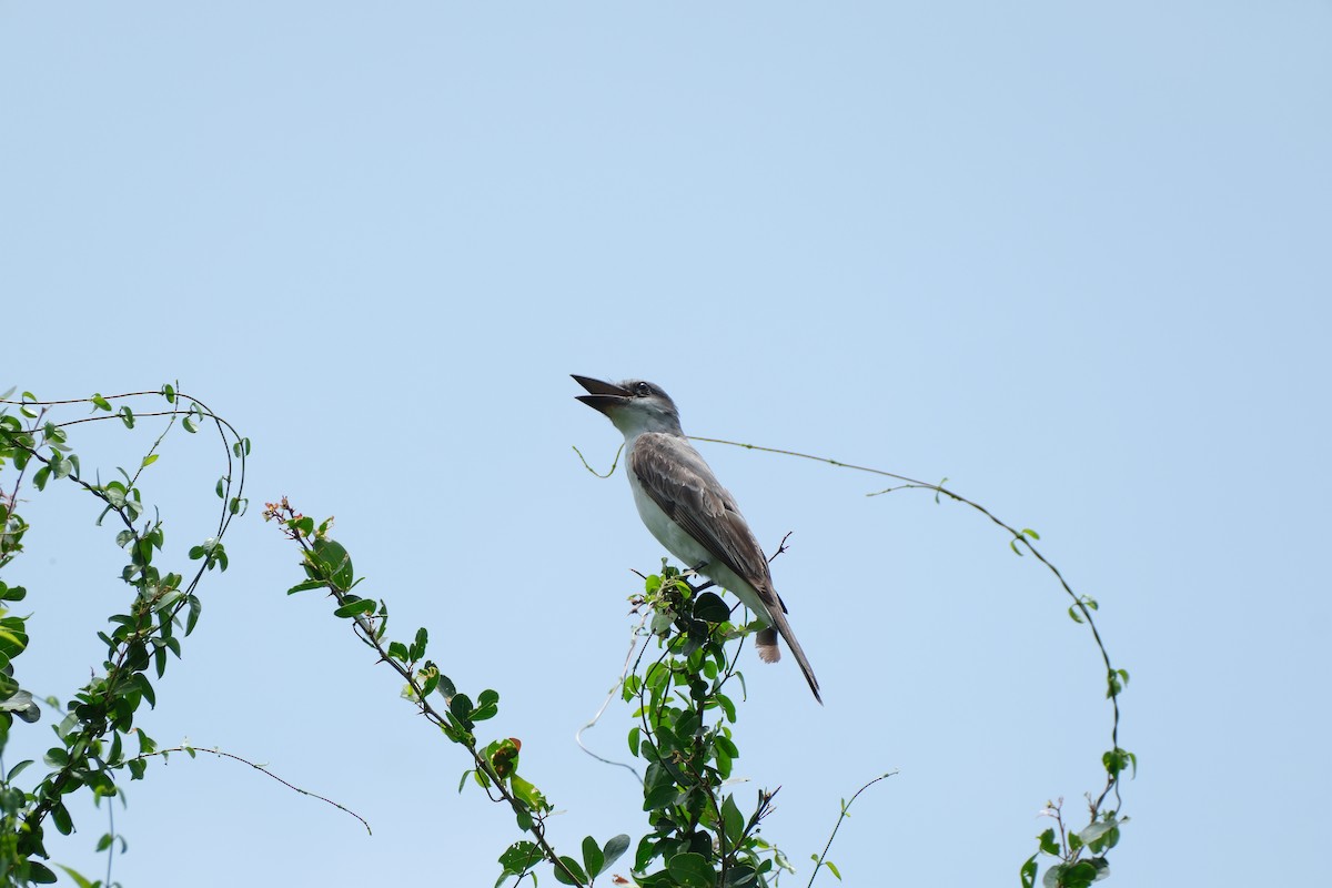 Gray Kingbird - ML621339805