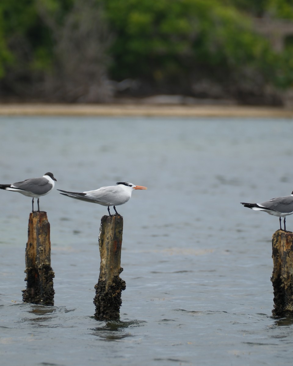 Royal Tern - Ruben Rodriguez