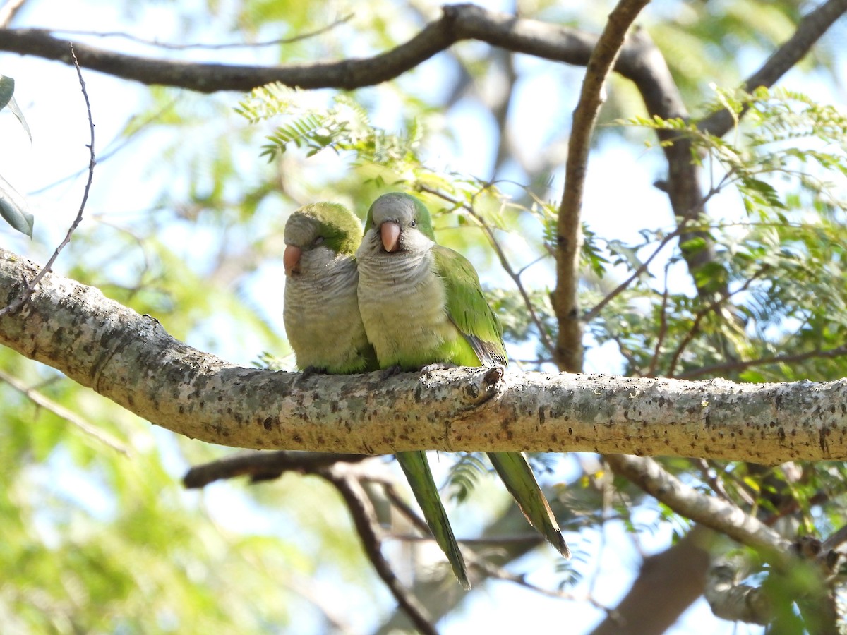 Monk Parakeet - ML621339864