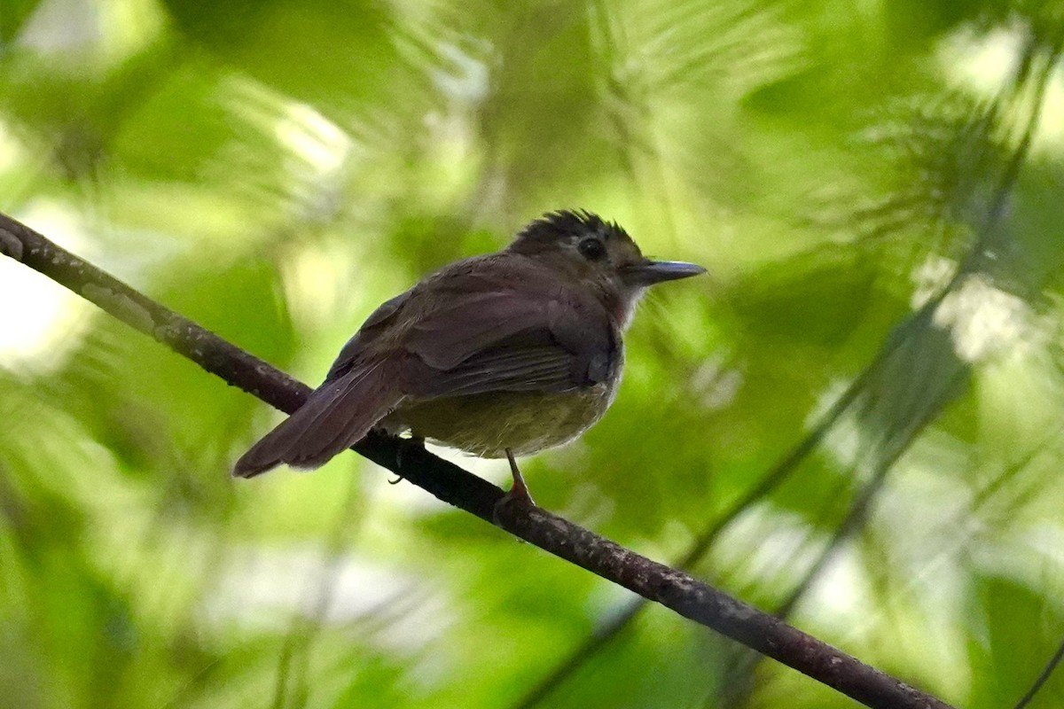 Hairy-backed Bulbul - ML621339873