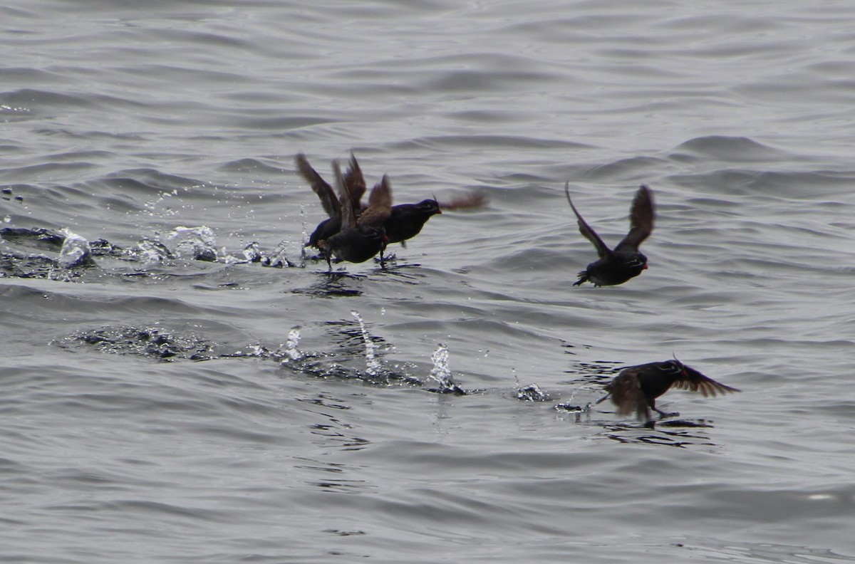 Whiskered Auklet - ML621339891