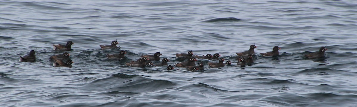 Whiskered Auklet - ML621339892