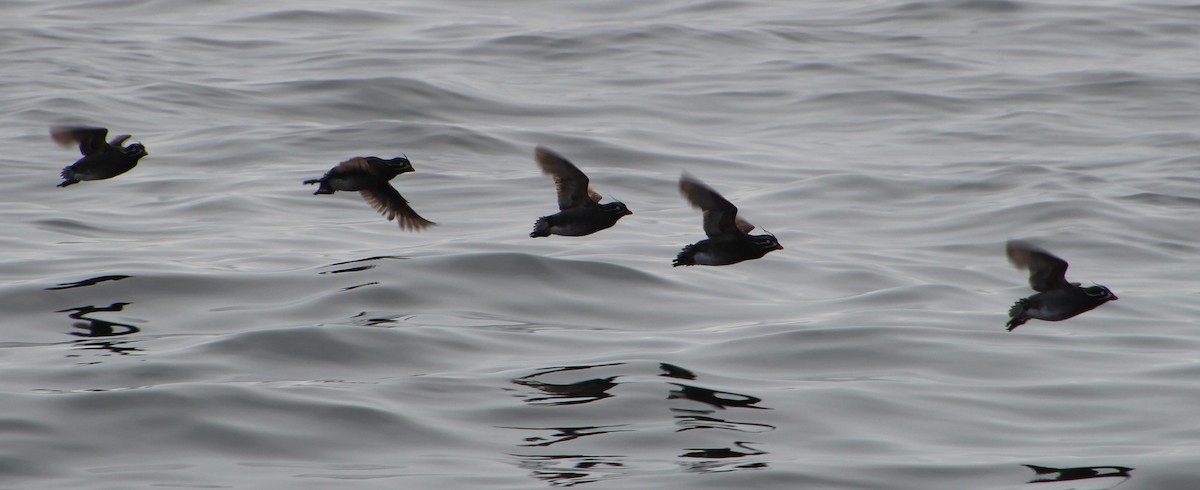 Whiskered Auklet - ML621339893