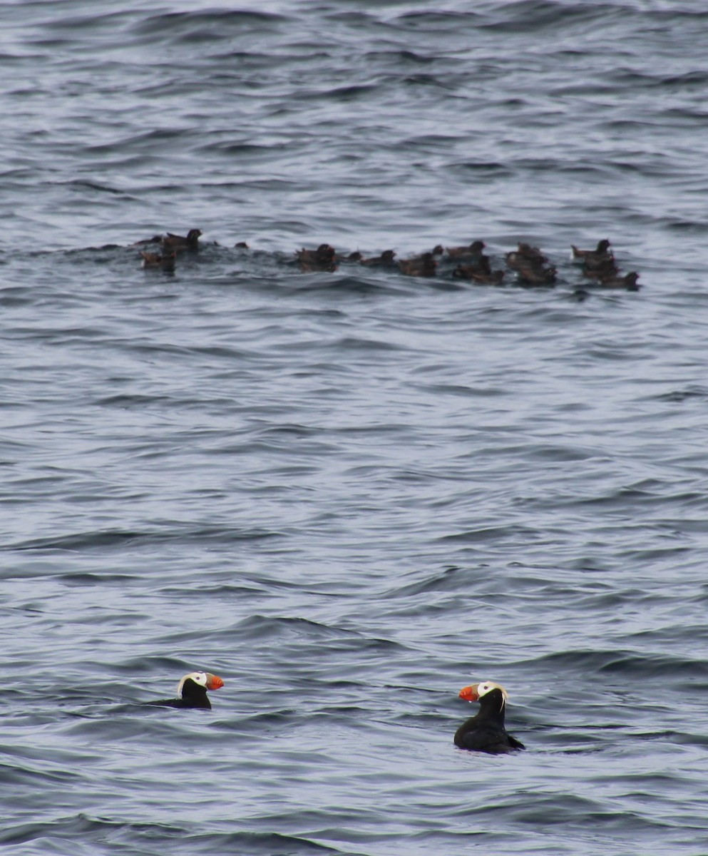 Whiskered Auklet - ML621339894