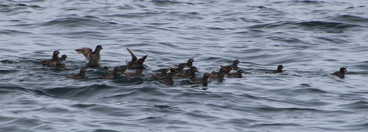 Whiskered Auklet - ML621339895