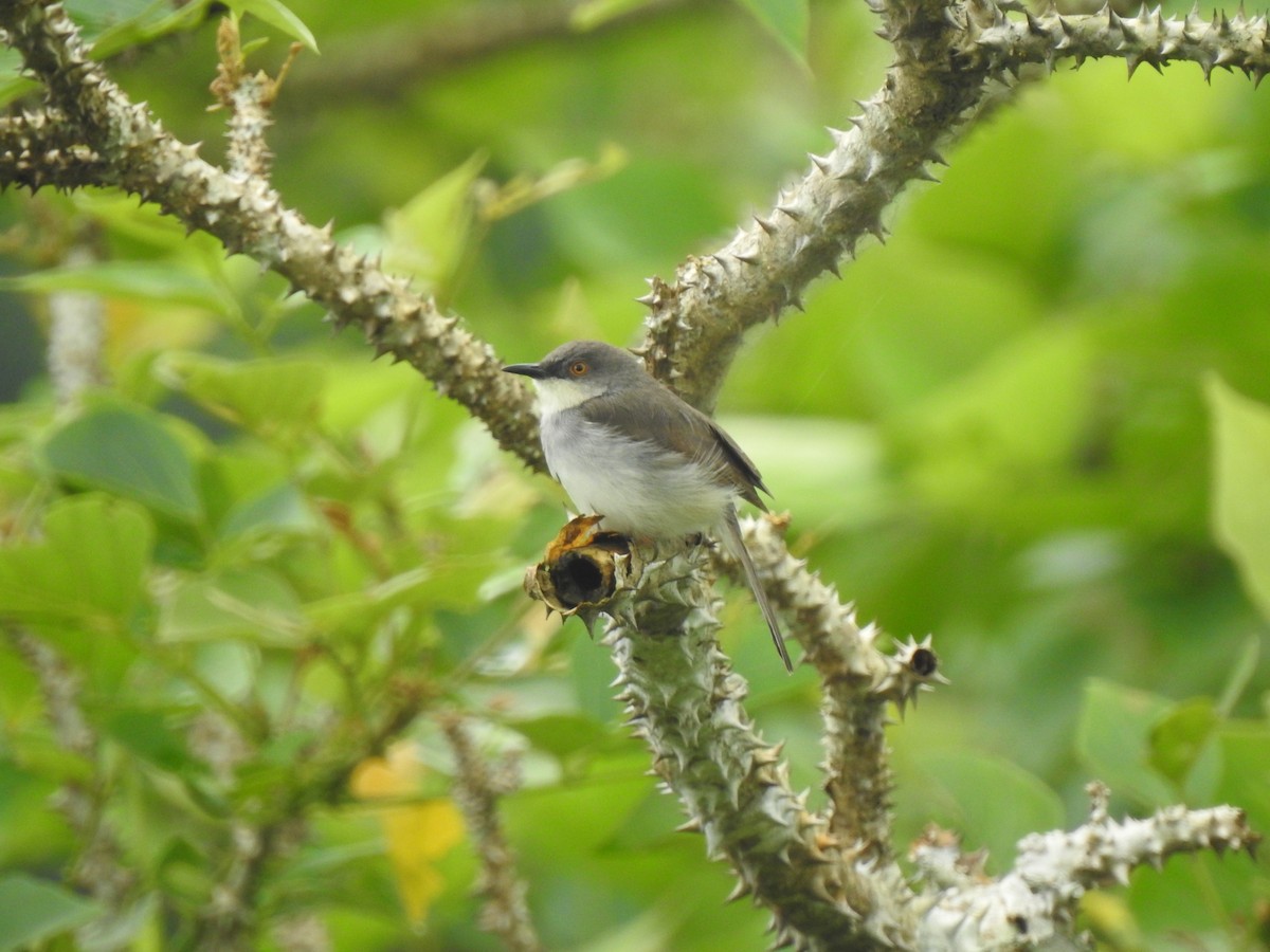 Gray-breasted Prinia - ML621339911