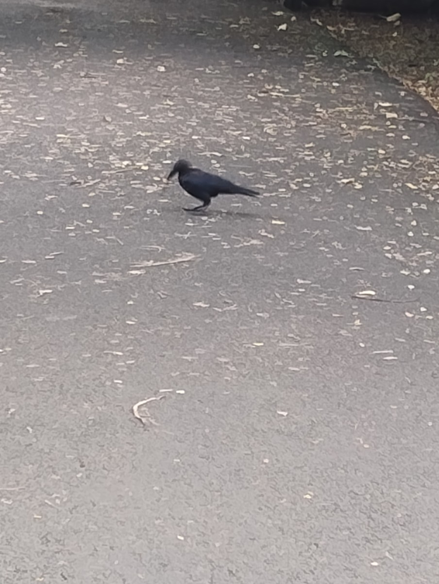 Large-billed Crow - ML621339932