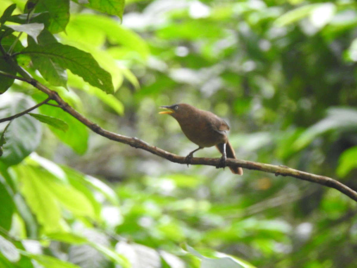 Rufous Babbler - ML621339946