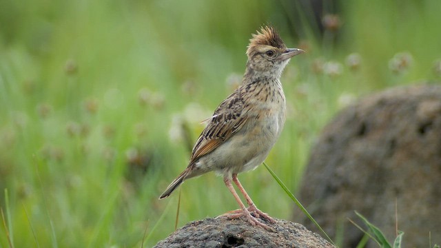 Angola Lark - ML621339951