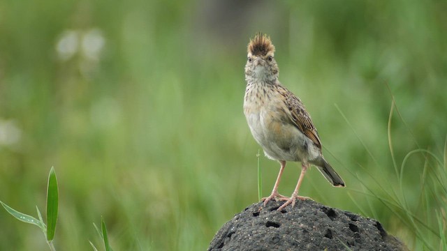 Angola Lark - ML621339956