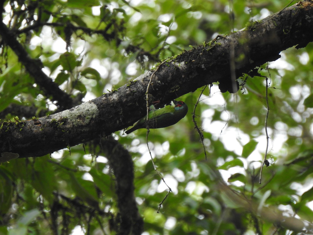 Malabar Barbet - ML621339970