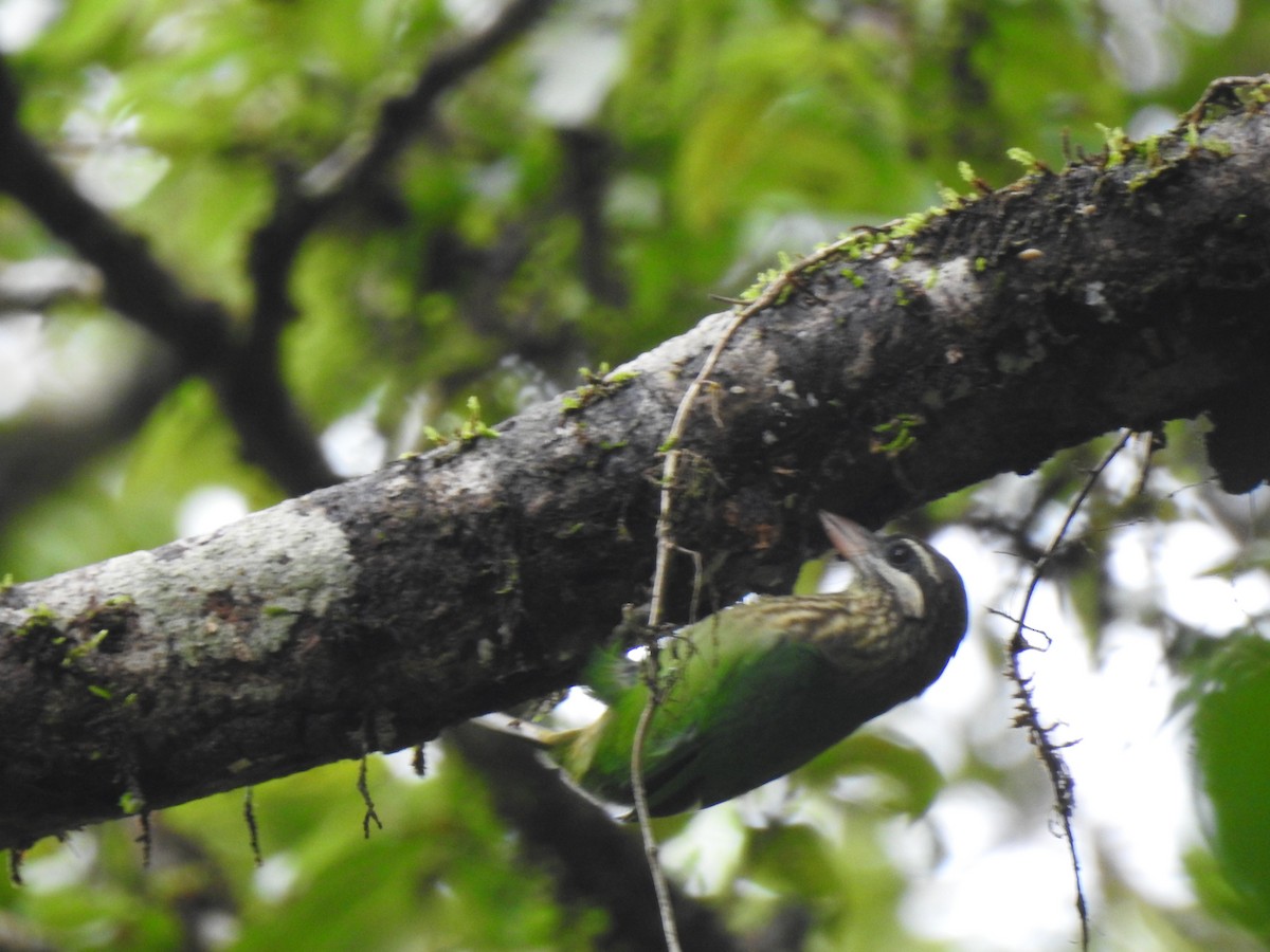 White-cheeked Barbet - ML621339974