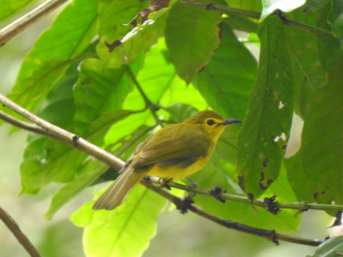 Yellow-browed Bulbul - ML621339979