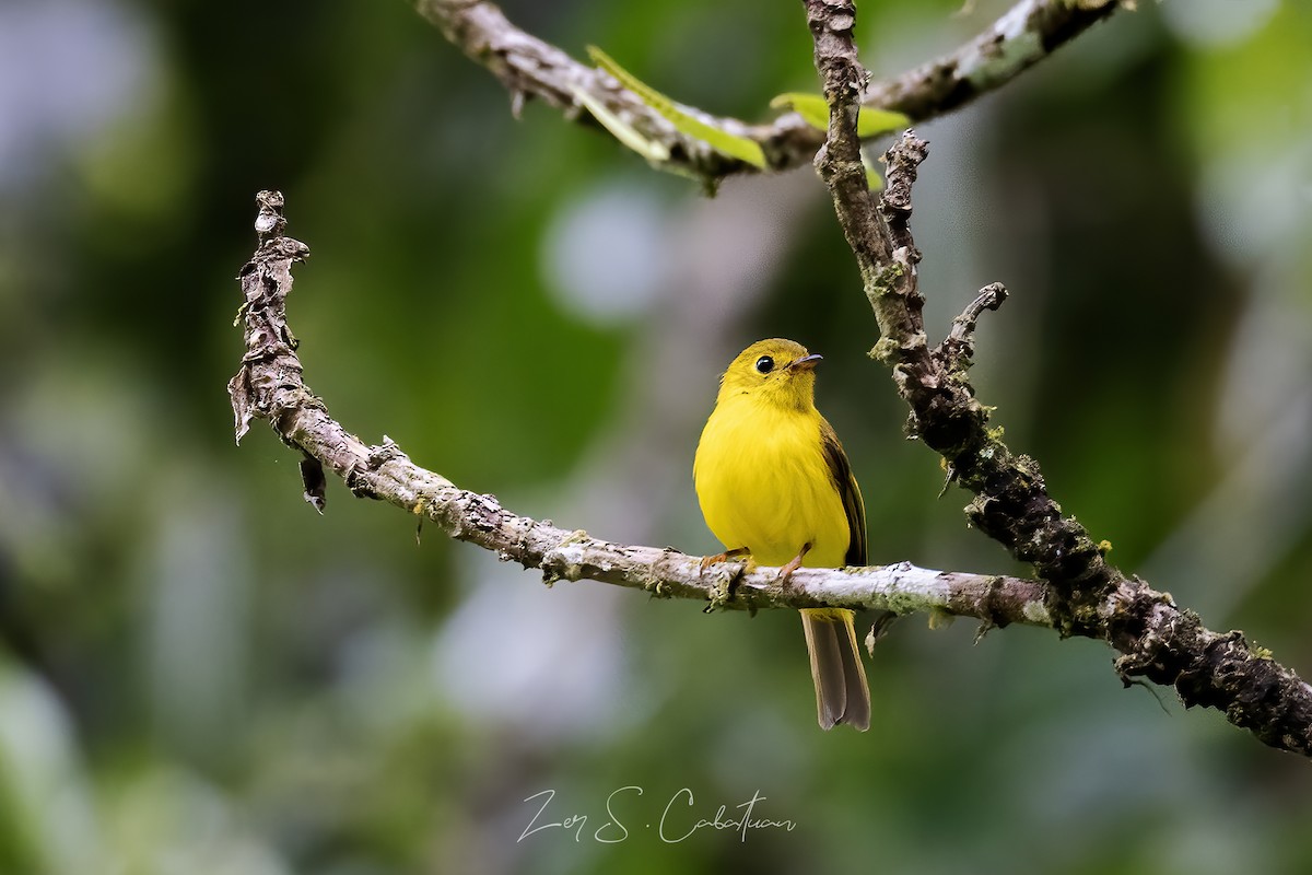 Citrine Canary-Flycatcher - ML621340050