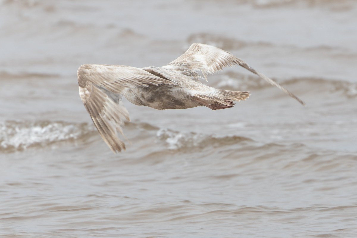 Herring Gull (American) - ML621340093